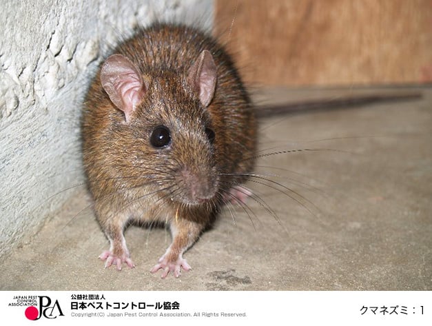 ネズミの駆除について 信州消毒株式会社